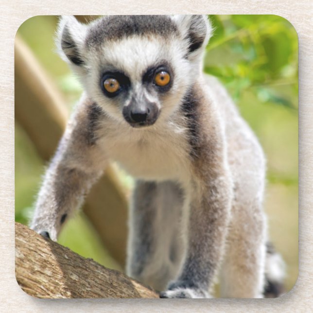 Baby ring-tailed lemur drink coaster (Front)