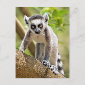 Baby ring-tailed lemur postcard