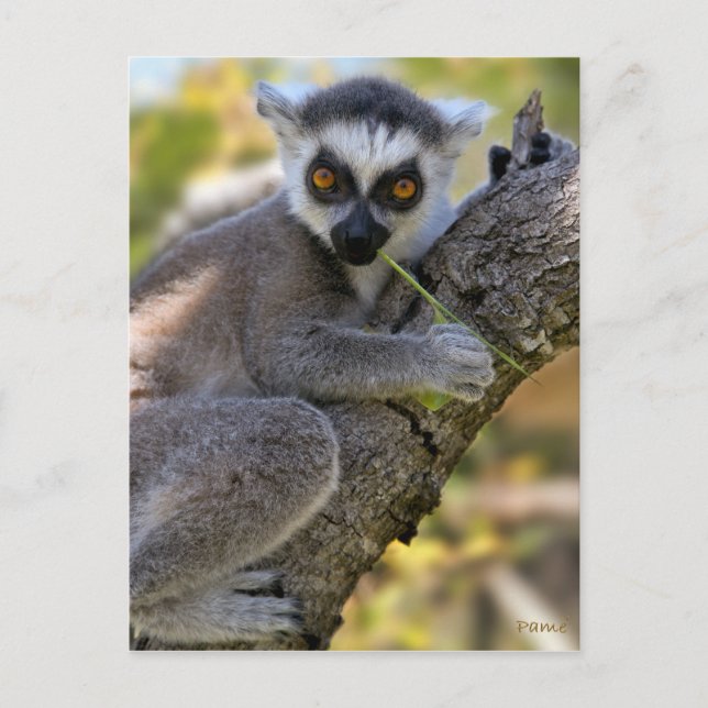 Baby Ring Tailed Lemur Postcard (Front)