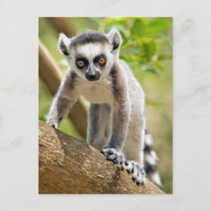 Baby ring-tailed lemur postcard