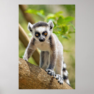 Baby ring-tailed lemur poster