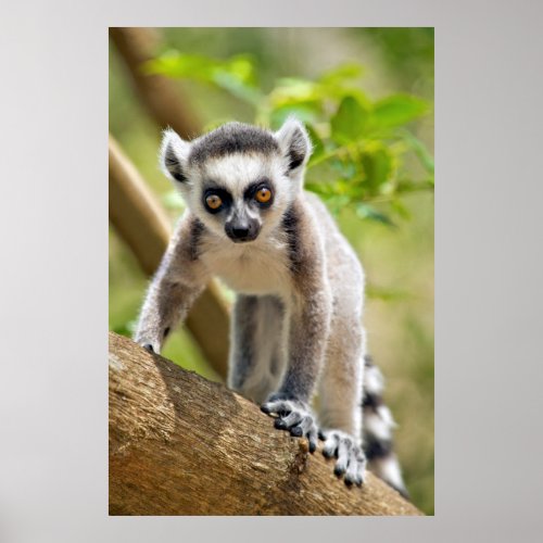 Baby ring_tailed lemur poster