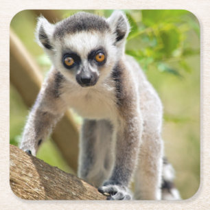 Baby ring-tailed lemur square paper coaster