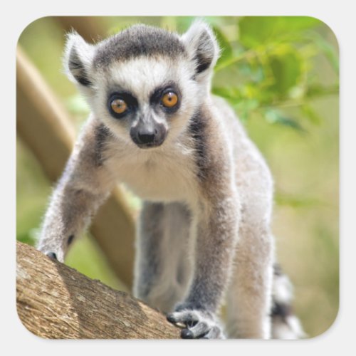 Baby ring_tailed lemur square sticker