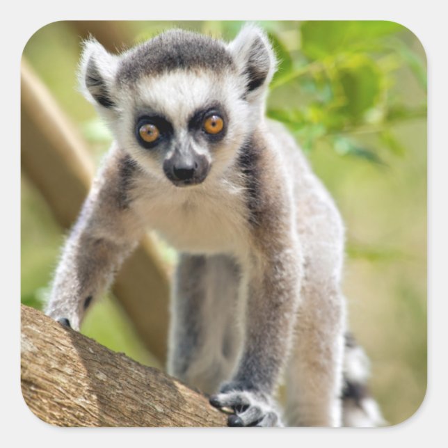 Baby ring-tailed lemur square sticker (Front)