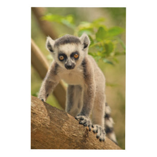Baby ring-tailed lemur wood wall art