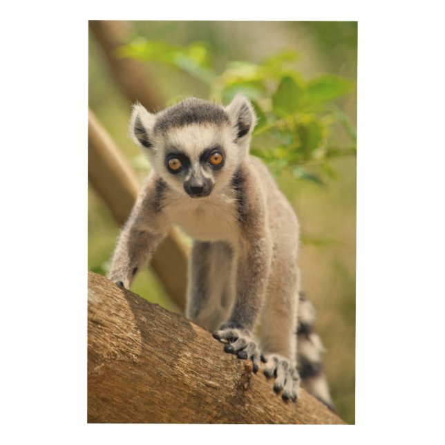 Baby ring-tailed lemur wood wall art (Front)