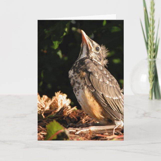 Baby Robin Card (Front)