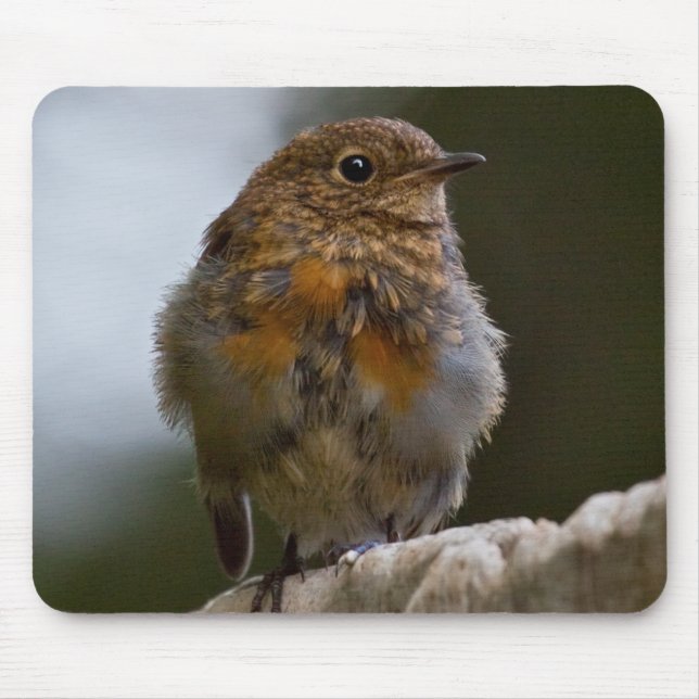 Baby Robin Mousemat Mouse Pad (Front)