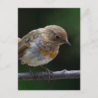 Baby Robin Postcard
