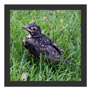 Baby Robin Sitting in the Grass Photography Poster