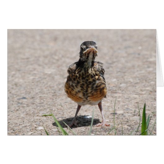Baby Robin Takes a Stand Cards (Front Horizontal)
