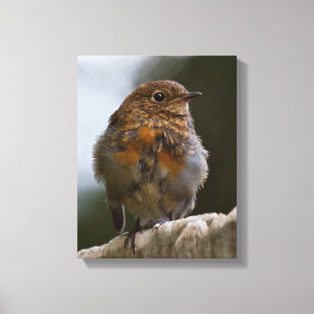 Baby Robin Wrapped Canvas Print (Front)