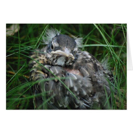 Baby Robin's First Spring Cards (Front Horizontal)