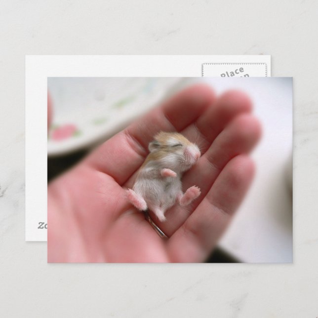Baby Roborovski Hamster Postcard