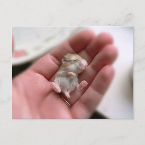 Baby Roborovski Hamster Postcard