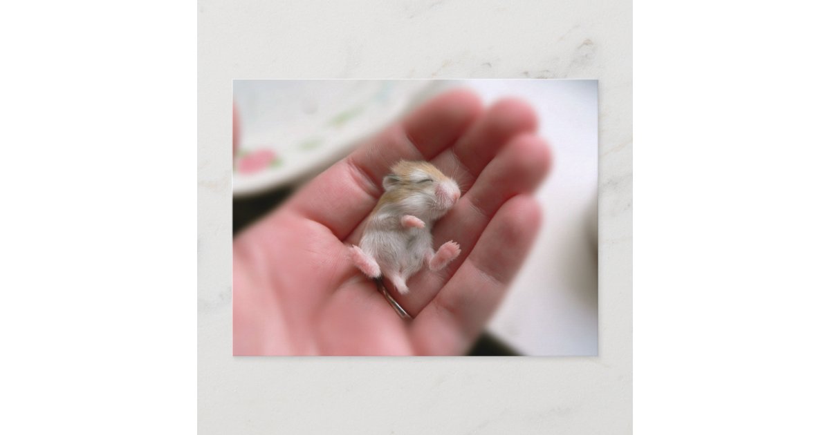 Baby Roborovski Hamster Postcard Zazzle Com