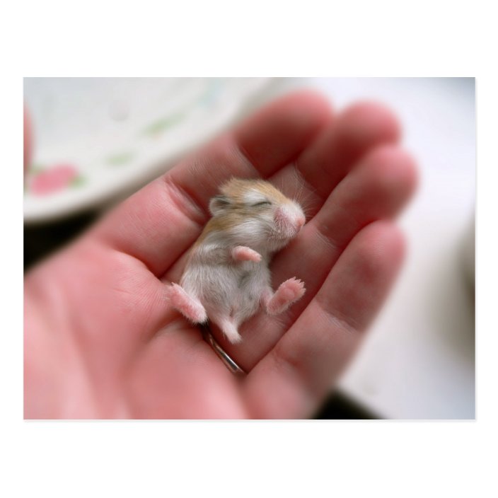Baby Roborovski Hamster Postcard 