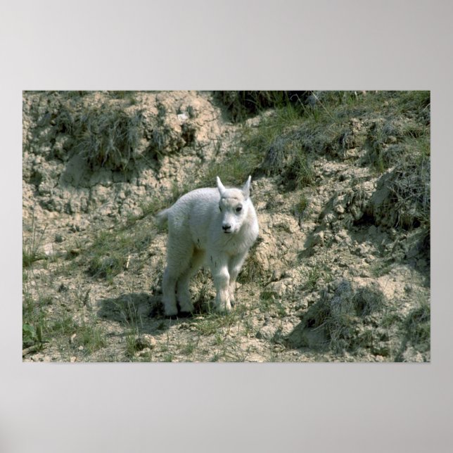 Baby Rocky Mountain Goat Poster (Front)