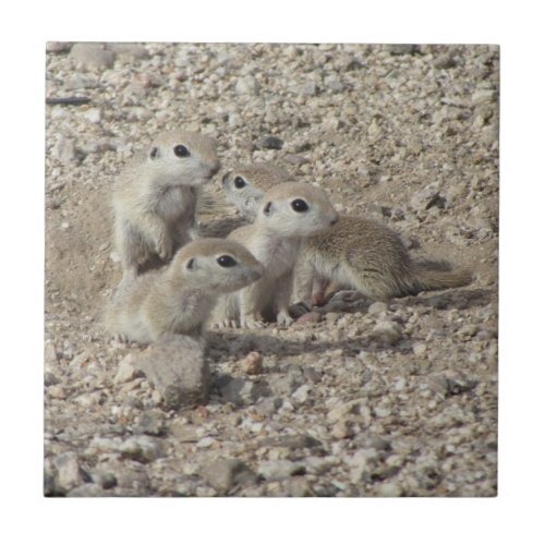 Baby Round_tailed Ground Squirrel Family Ceramic Tile