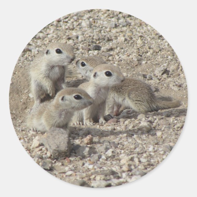 Baby Round-tailed Ground Squirrel Family Classic Round Sticker (Front)