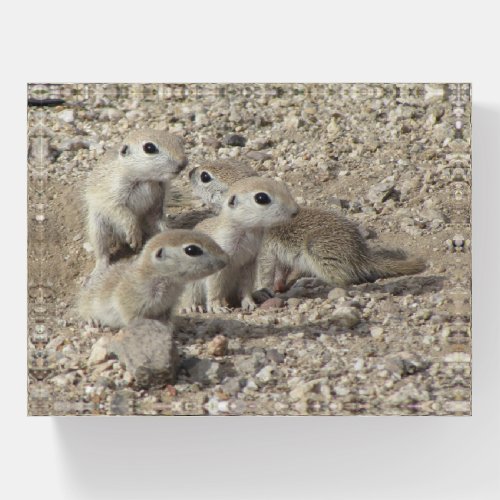 Baby Round_tailed Ground Squirrel Family Paperweight