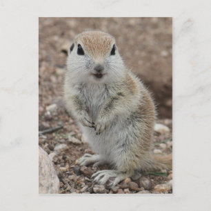 Baby Round-tailed Ground Squirrel Postcard