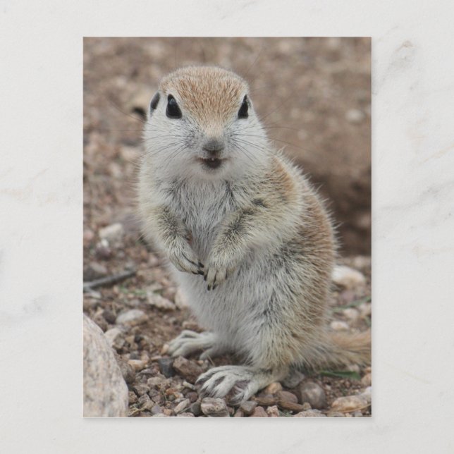Baby Round-tailed Ground Squirrel Postcard (Front)