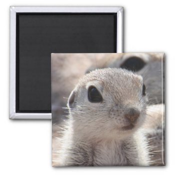 Baby Round-tailed Squirrel Magnet by poozybear at Zazzle