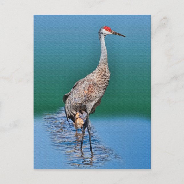 Baby Sandhill Crane and Mother Postcard (Front)