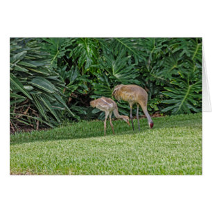 Baby Sandhill Crane with Parent Cards