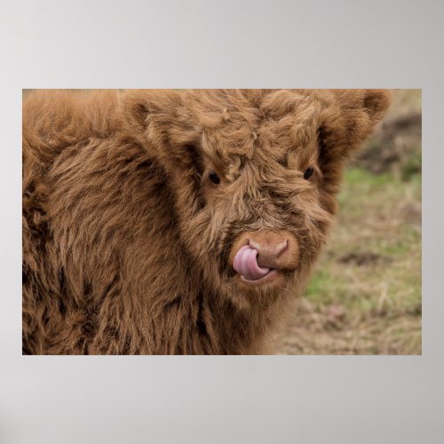 Baby Scottish Highland cow Poster