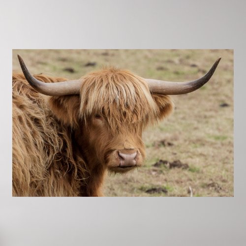 Baby Scottish Highland cow Poster