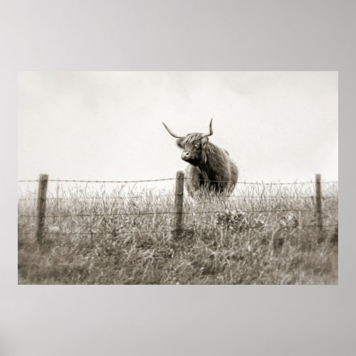 Baby Scottish Highland cow Poster