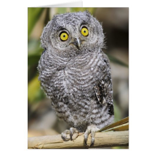 Baby Screetch-Owl Cards (Front)