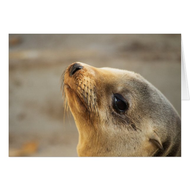 Baby Sea Lion Face Cards (Front Horizontal)