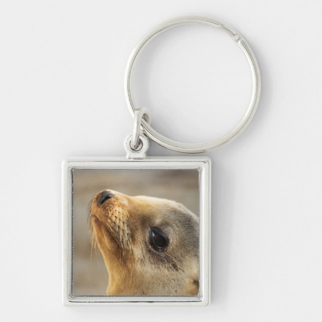 Baby Sea Lion Face Keychain (Front)