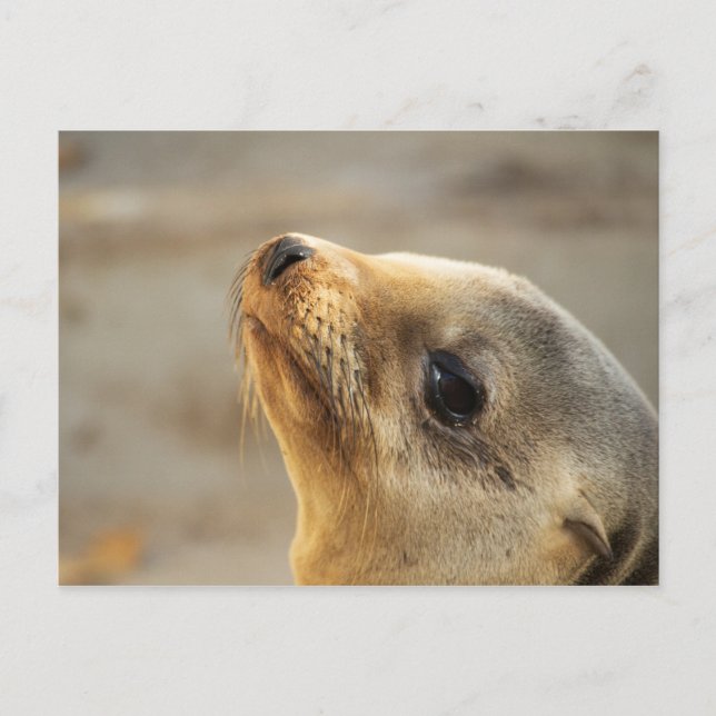 Baby Sea Lion Face Postcard (Front)