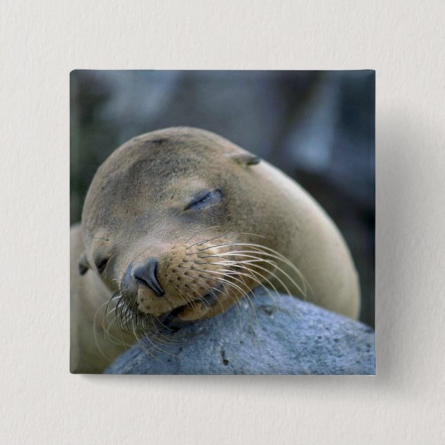 Baby sea lion, Galapagos Islands Button (Front)
