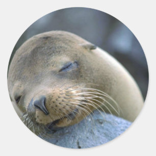 Baby sea lion, Galapagos Islands Classic Round Sticker