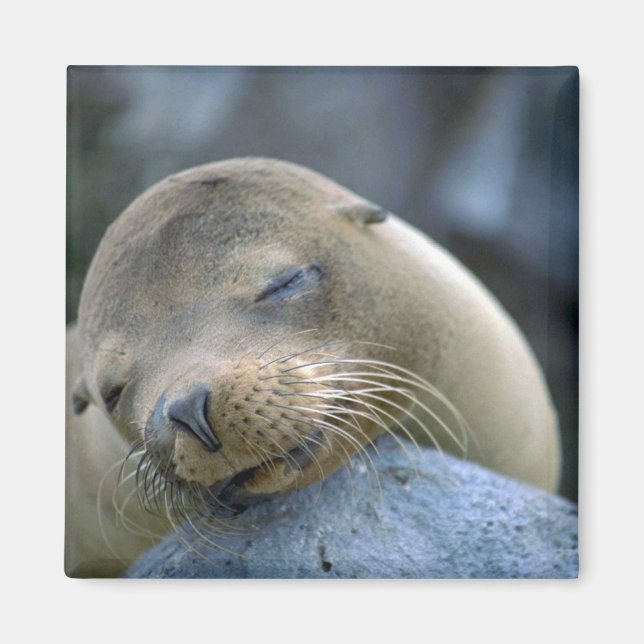 Baby sea lion, Galapagos Islands Magnet (Front)