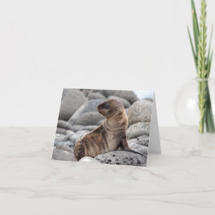 Baby Sea Lion Greeting Card