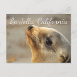 Baby Sea Lion , La Jolla California Postcard