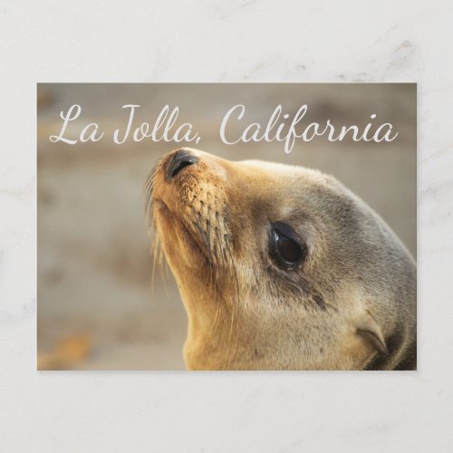 Baby Sea Lion  La Jolla California Postcard