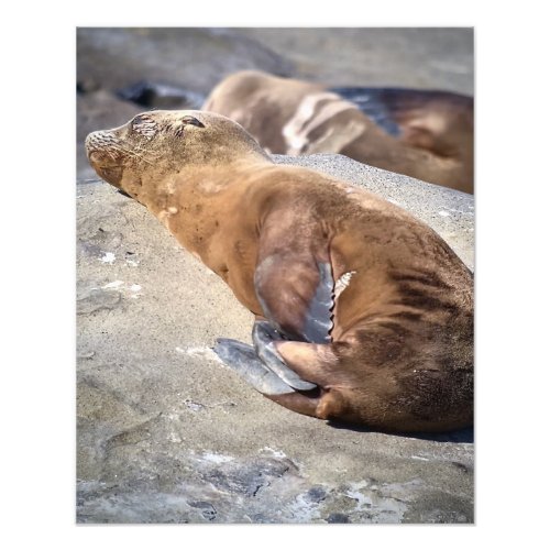 Baby Sea Lion Photo Print