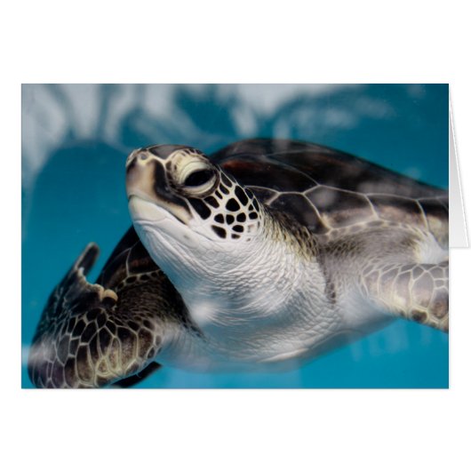 Baby Sea Turtle (Front Horizontal)