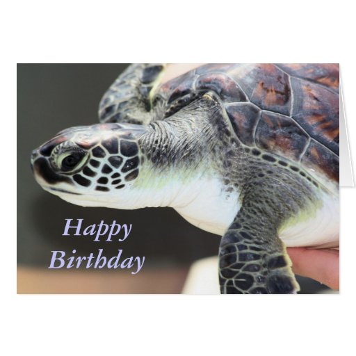 Baby Sea Turtle Birthday Card | Zazzle