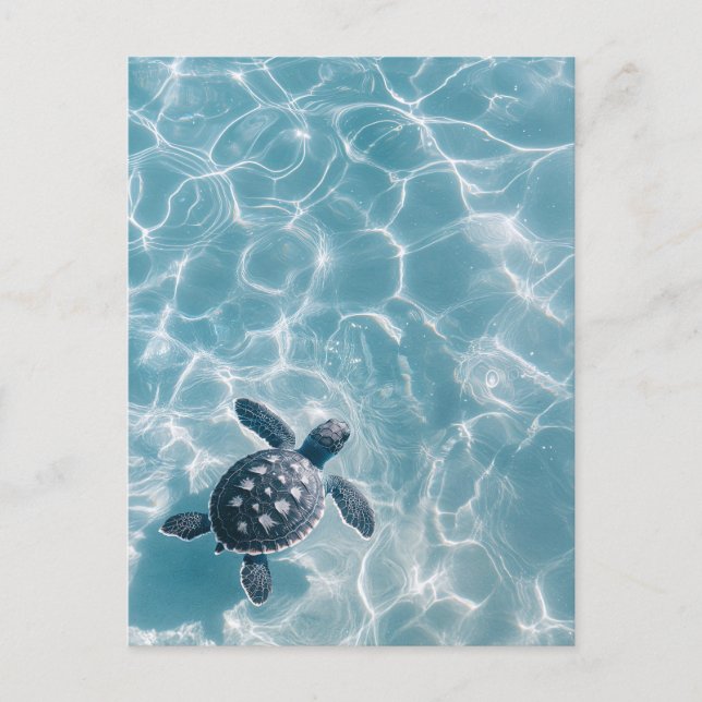 Baby Sea Turtle in Clear Water Postcard (Front)