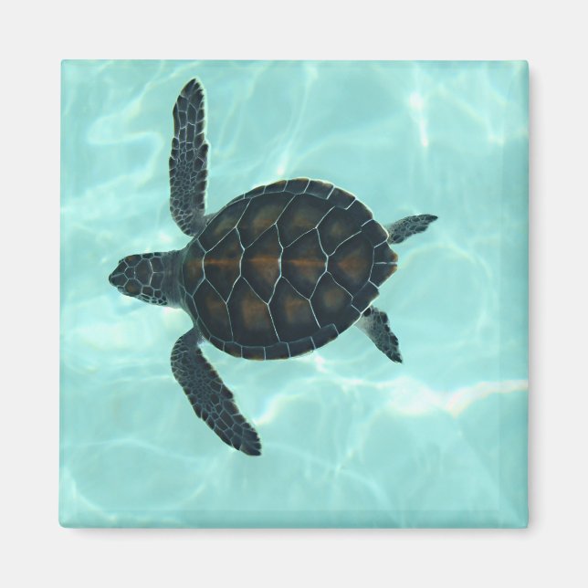 Baby Sea Turtle Magnet (Front)