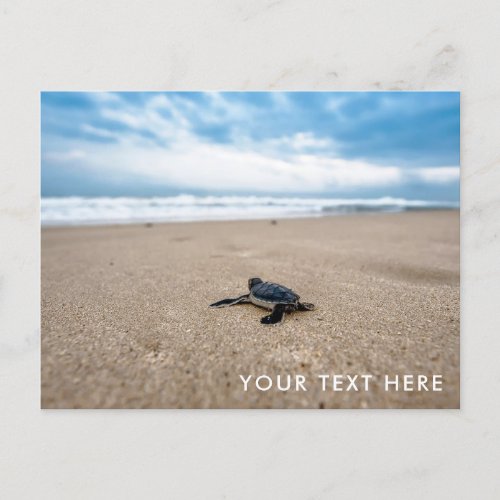 Baby Sea Turtle on the Beach Postcard